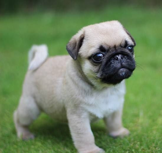 The Top Ten Things You Need to know before Getting a Pug